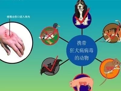 啮齿动物携带狂犬病毒图片